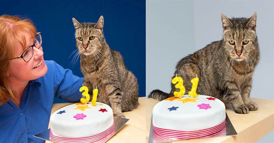 全球最長壽貓！咪咪31歲生日相當於人類141歲  寵主曝出最長壽秘訣  網驚歎
