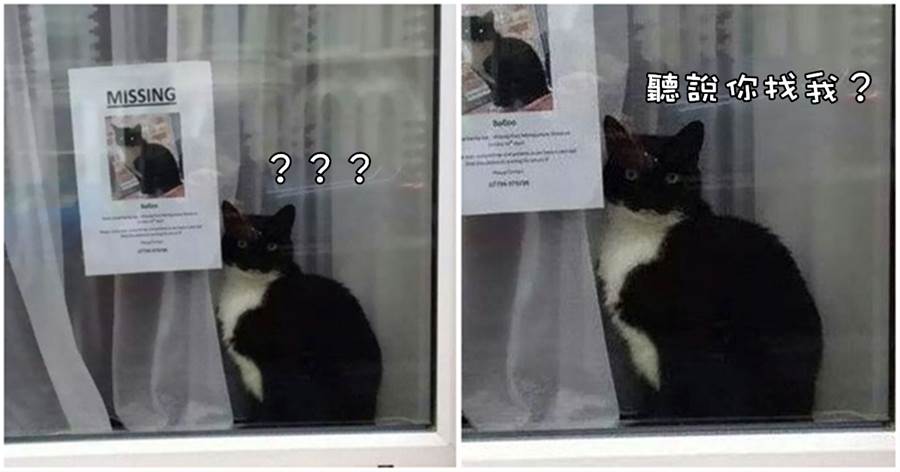 貓咪走丟了，主人趕緊列印貼出尋貓啟示，貓咪：聽說你找我