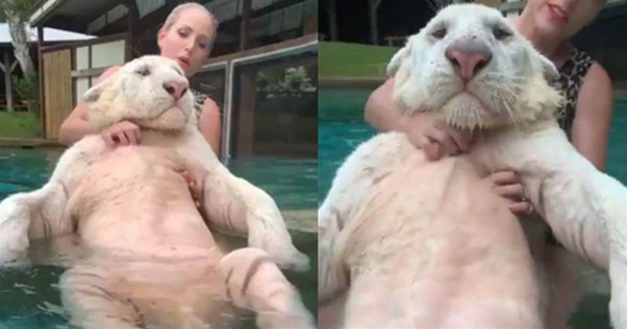 女子給大貓搓澡，大貓十分乖巧可愛，看清後倒吸一口涼氣：我的老天爺~