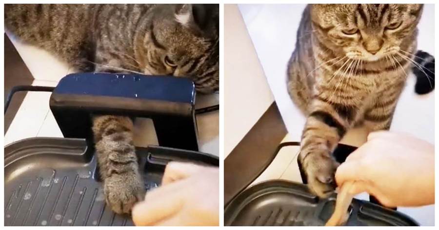 貓咪拼命扒拉主人的手，不讓刷鍋，知道真相後被感動：牠擔心受傷