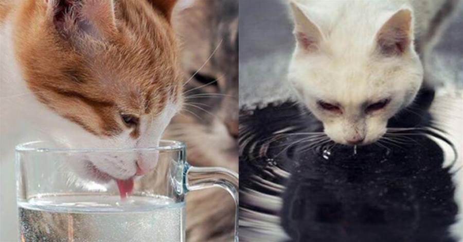 給貓喝水講究多，這5種水要慎喂，很傷貓咪的身體，主人不要再喂了