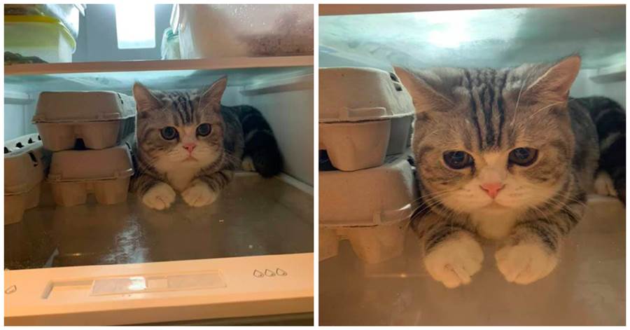 貓咪太熱，遛進冰箱裡，鏟屎官怎麼叫都不出來，滿臉委屈：偶熱嘛~