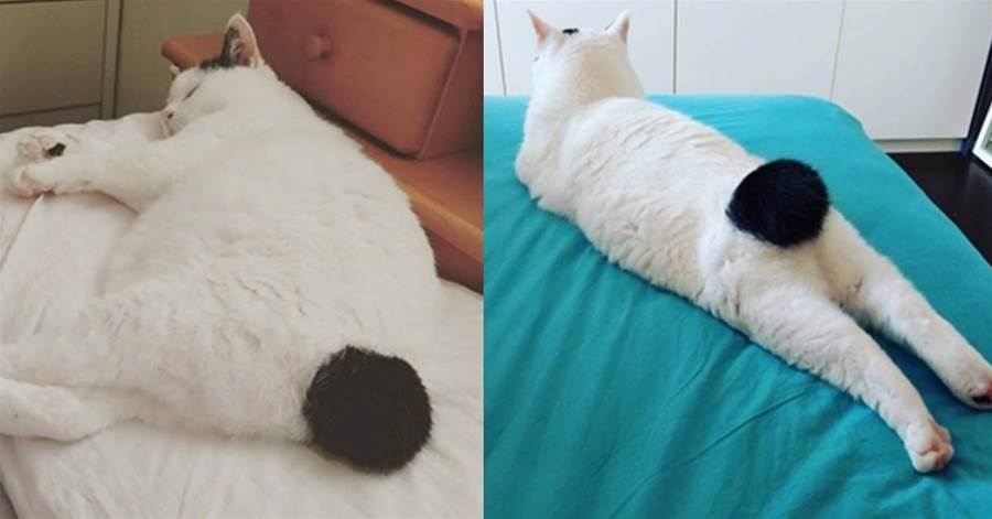 一隻擁有麒麟尾的貓咪，白中一撮黑的屁股實在太銷魂，完全挪不開眼