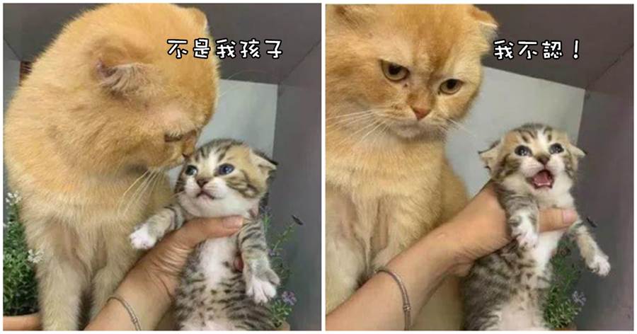 橘貓意外懷孕生獨苗，主人拿來比對，貓一臉嫌棄：鏟屎的，你說我綠了嗎？
