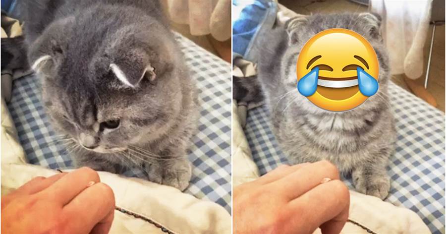 貓咪咬主人的手，誰知道竟掉了一顆牙，貓咪震驚的表情讓網友笑趴