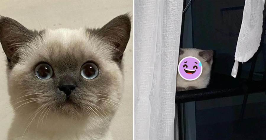 小貓咪「天生萌臉」火爆網絡，餓起來卻能「瞬間變樣」，網笑：「還有兩幅面孔呢！」