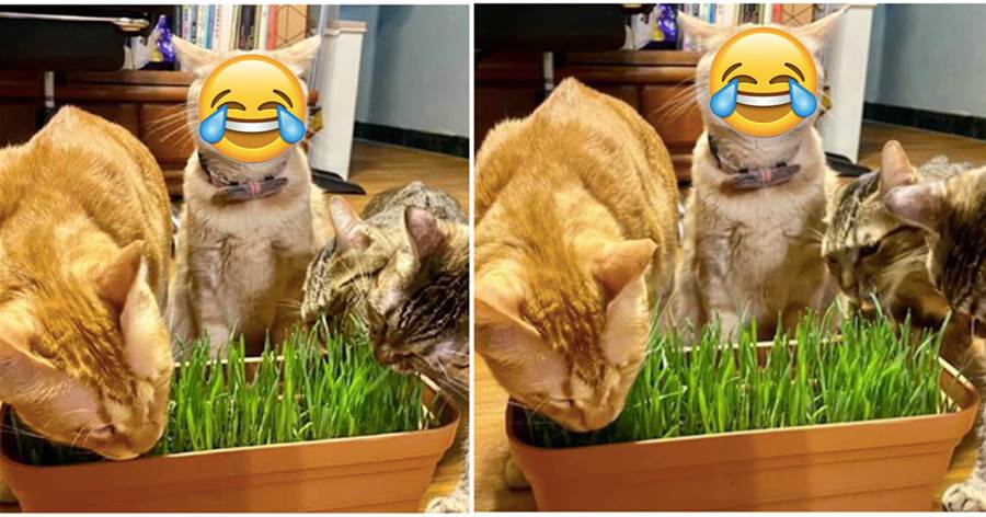 貓咪第一次吃到貓草，表情可以直接做表情包，網友看後笑噴：太他喵銷魂了!