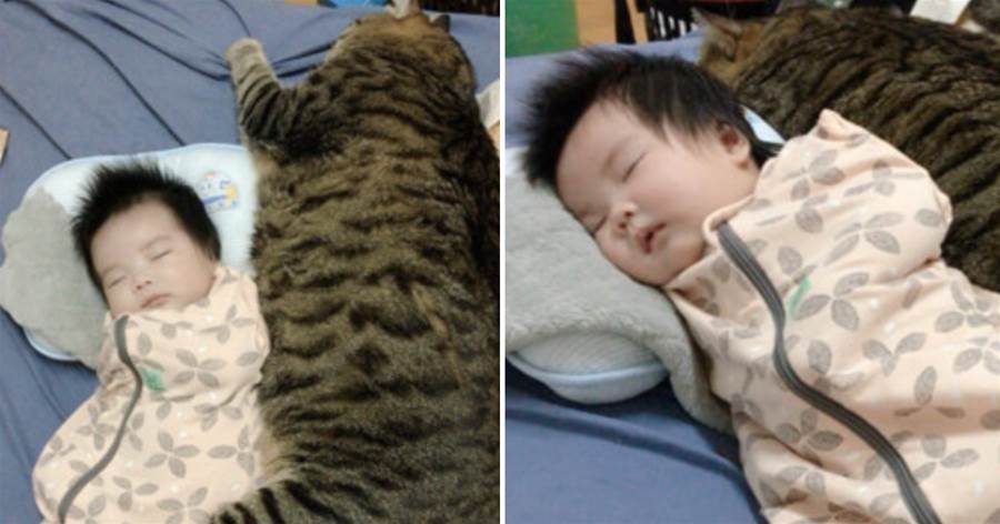 貓咪們陪寶寶睡覺，po出的照片卻笑爆網友：「這貓才是親生的吧？」XD