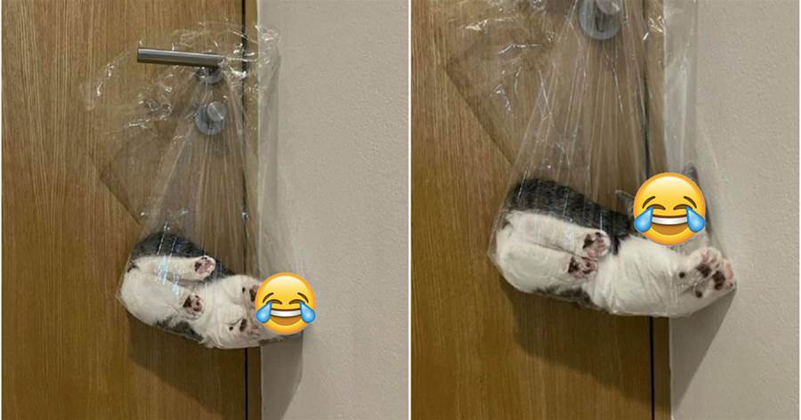 貓咪犯錯，被主人裝進塑膠袋懲罰，網友：怎麼還一臉享受呢？