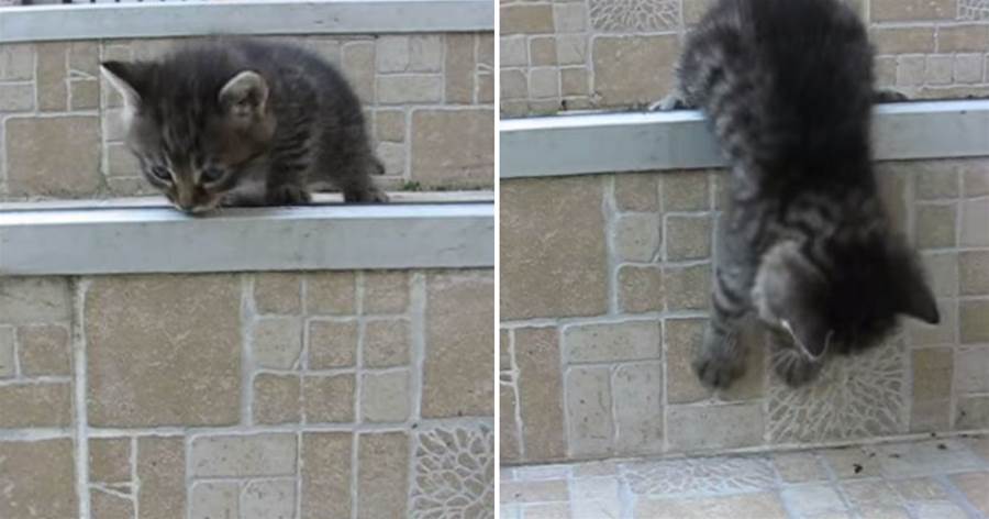 小小貓想去大冒險，費半天勁下了二階樓梯，就被貓媽抓包了