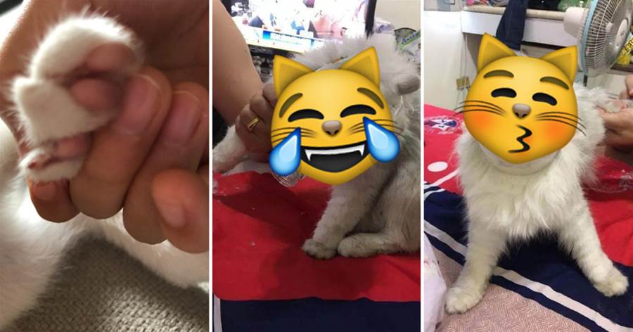 貓咪一剪指甲就「抓狂」亂咬，被網友「自製面罩」徹底降服！喵：人類，你玩不起！