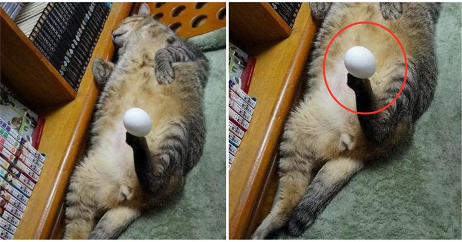 主人趁貓咪睡覺，把雞蛋放在牠腳上，半天都沒掉下來，貓：等我醒了你就完了！