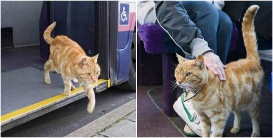 忠誠貓咪5年來，堅持坐公車尋找主人，司機乘客淚目：主人已經不在了