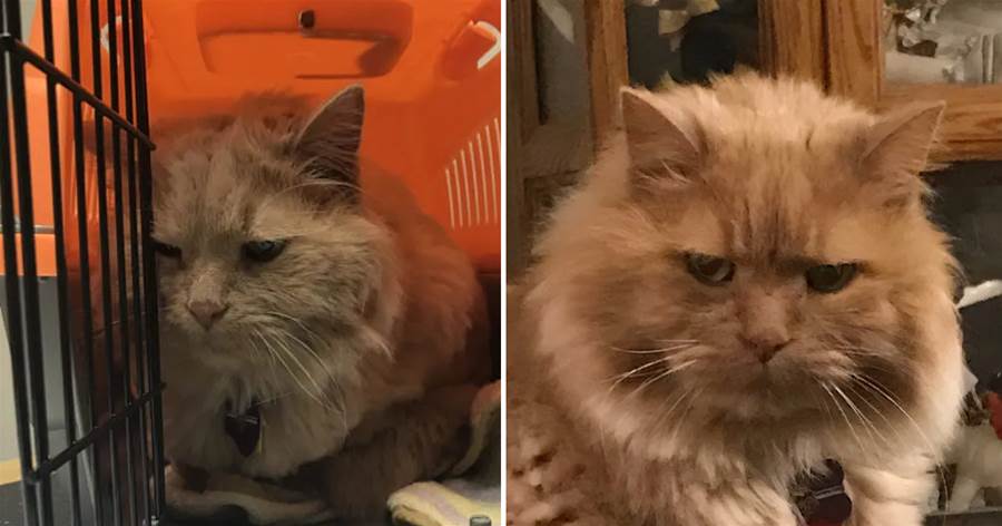 女子去寵物收容所尋求「最難領養的貓」，把一隻16歲的橘貓帶回家