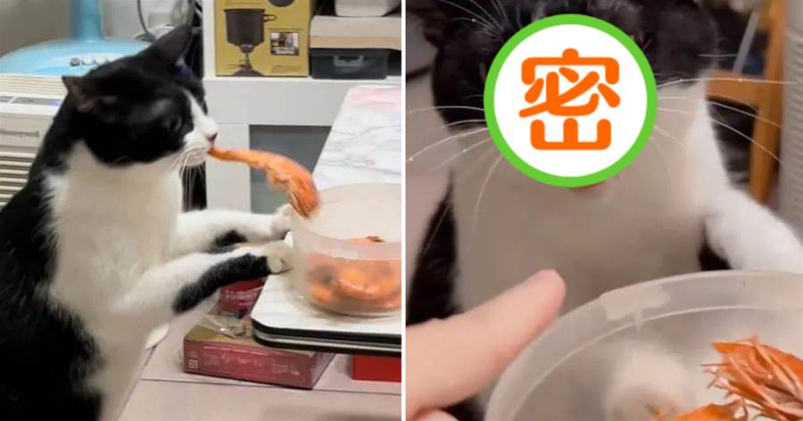 小饞貓偷吃蝦被制止，惱羞成怒：吃你個蝦怎麼了！