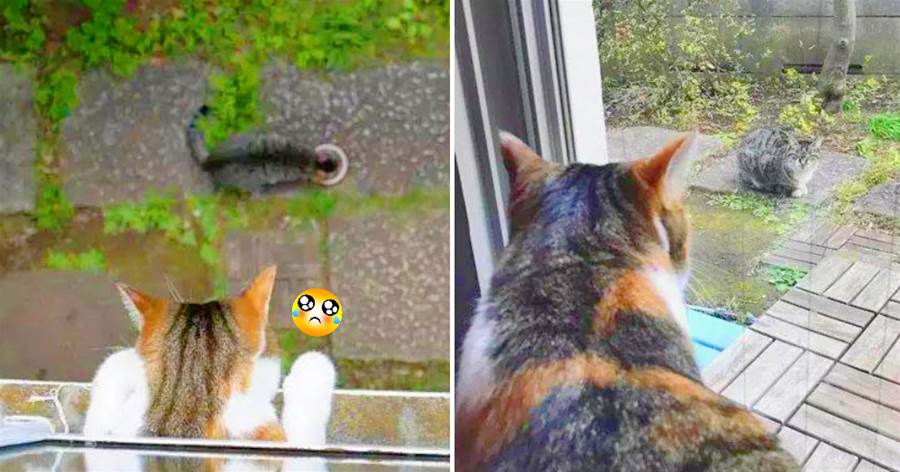小貓咪被收養後，每天傻傻「守在窗邊」，「等待流浪貓媽」出現：媽媽，我好想你！