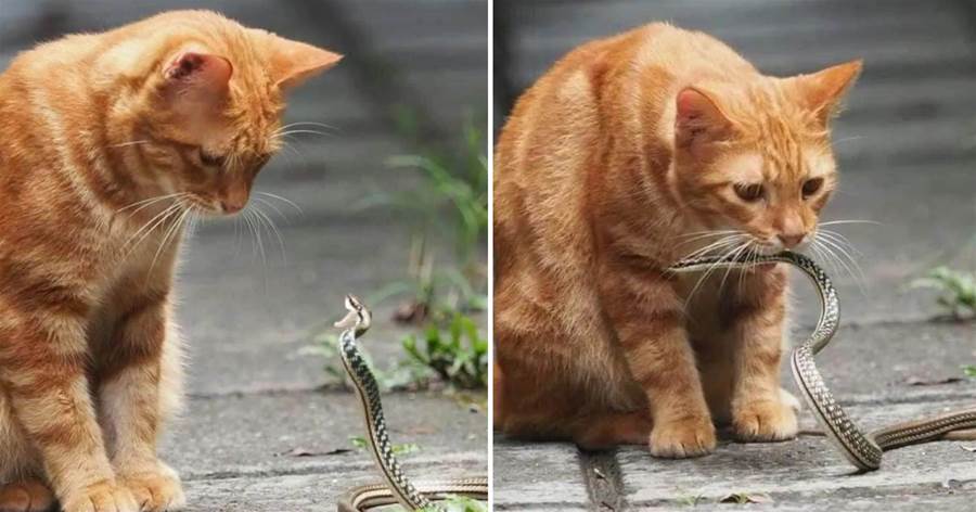 網友偶遇小蛇欺負橘貓，剛準備出手相助，結果大部隊來了