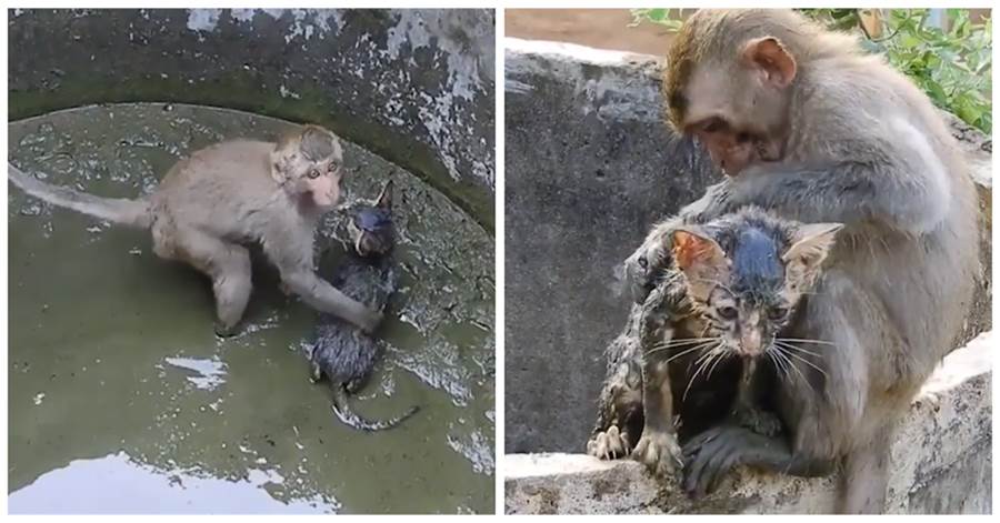 小貓咪在井裡求救，猴子媽媽冒險營救，還貼心抱住發抖小貓：孩子別怕