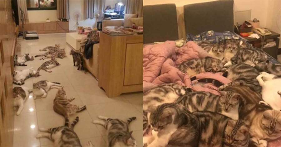 家養15只貓咪，一到夜晚就鋪滿床，主人每天「雜技式」上床
