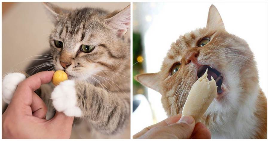 這些食物，對于貓咪來說是「人間美味」，鏟屎官可以嘗試喂