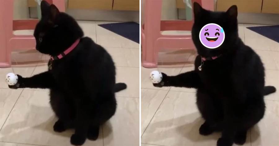 貪玩卡住！黑貓「一手拿球」無法擺脫超問號，呆滯表情網笑翻：傻眼貓咪