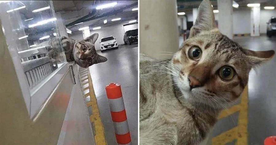 主人去世後，貓咪每天現身停車場　，「一臉呆萌」探頭望：你看到我主人了嗎？