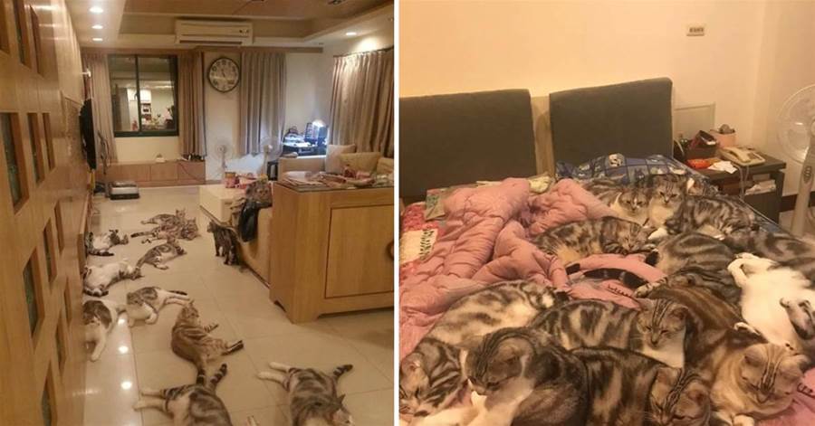 家有15只虎斑貓，一到夜晚就「鋪滿床」，媽每天上演「雜技式」上床