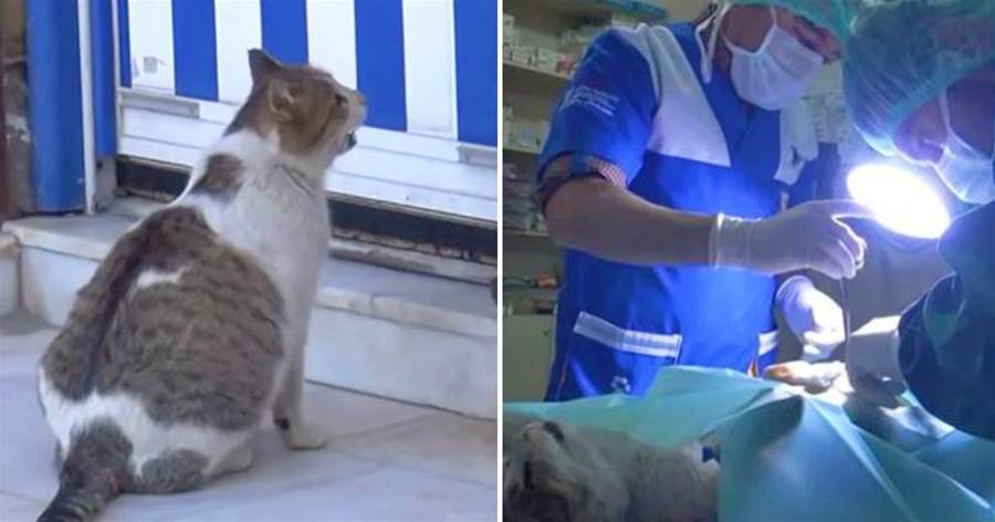 懷孕貓媽在醫院門口喊「救命」，醫生都愣住了，貓：求求你，我要生了！