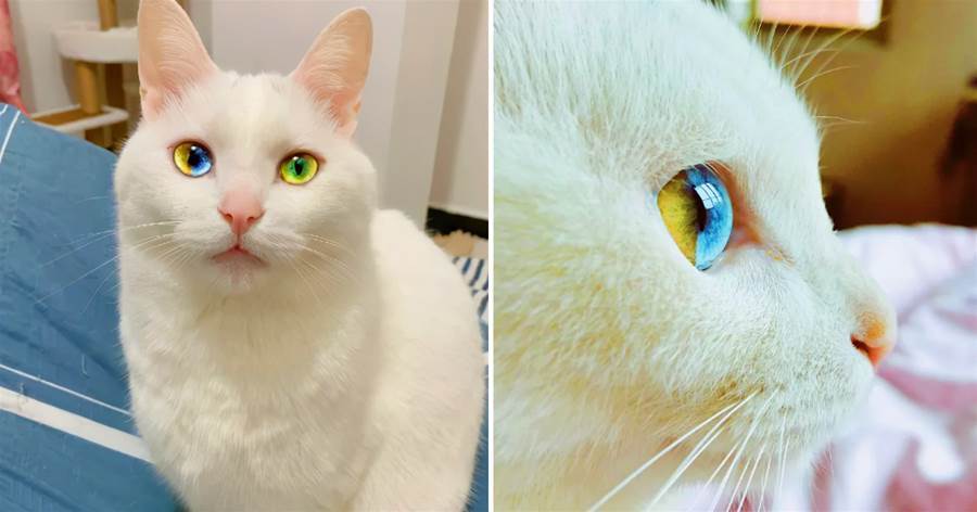 超罕見！「眼睛裡長彩虹」的貓咪，一隻眼睛有「3種顏色」，網呼：仿佛看到了星辰大海！