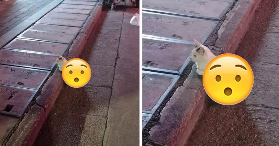 偶遇一隻「趴在馬路上」的貓咪，吸引目光的是「牠的坐姿」，網友：難怪說貓是液體做的