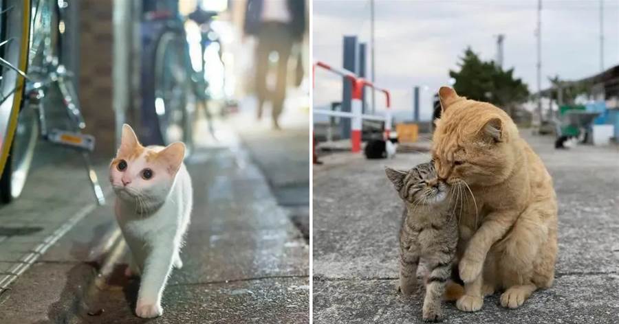 攝影師用九年的時間記錄流浪貓，走進它們的真實生活，改變固有認知