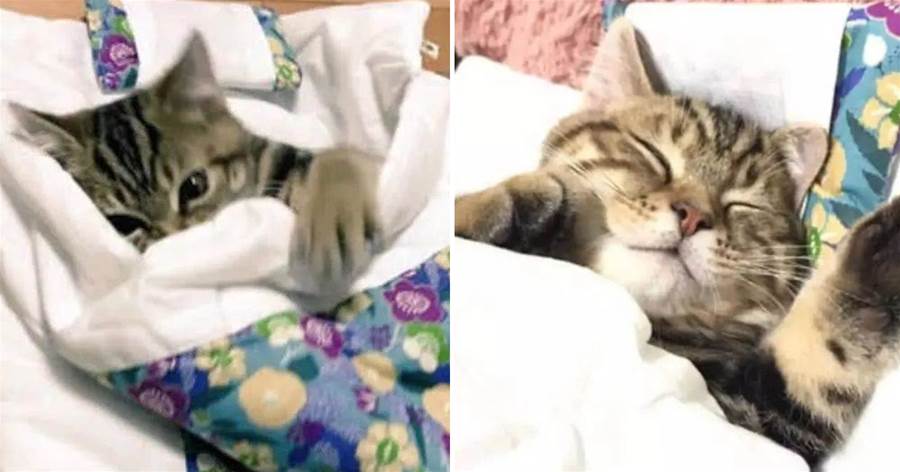貓咪抱著鋪蓋卷跑到主人床前打地鋪，乖乖鑽進小被子，萌翻眾網：快把它抱上床！