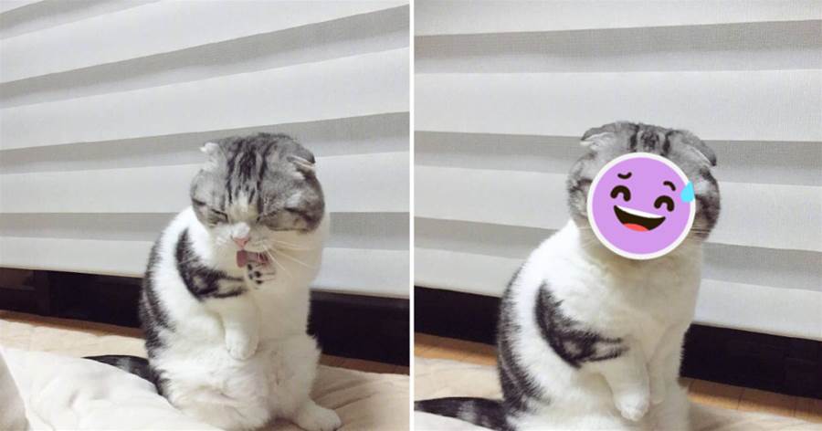 貓咪在認真洗臉，突然發現鏟屎官，竟瞬間「表情管理失敗」：超奶凶~
