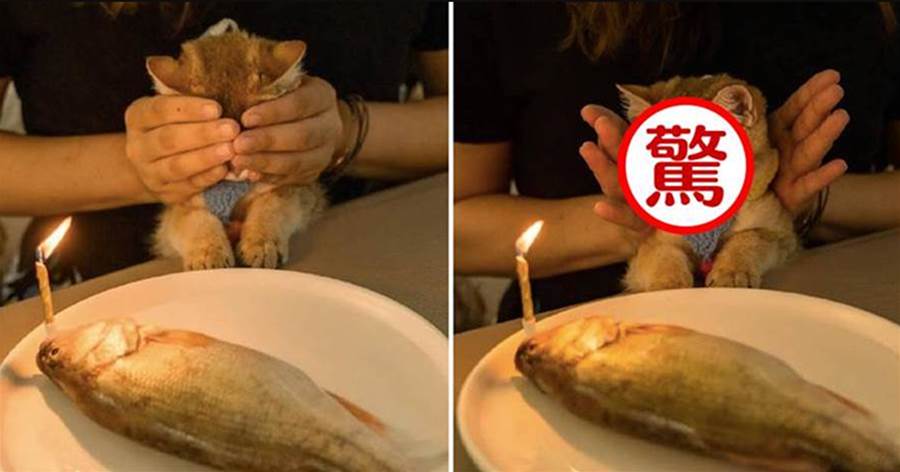 鏟屎官給貓咪買了一條大魚當生日蛋糕 ，手一打開貓懵了：真的可以吃嗎？