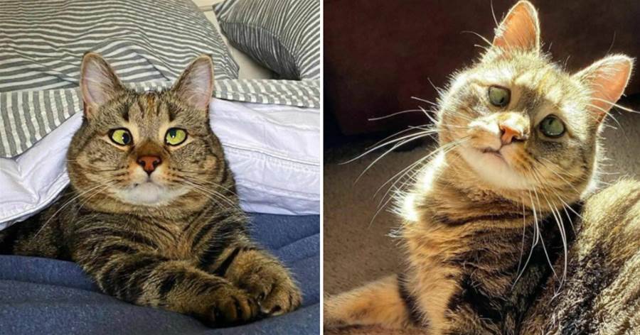 小貓因「鬥雞眼」被鏟屎官不喜，住地下室3年，被救出來後卻拯救全村居民
