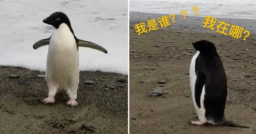 笑暈了！世上最倒楣企鵝，迷路遊3000公里到紐西蘭？
