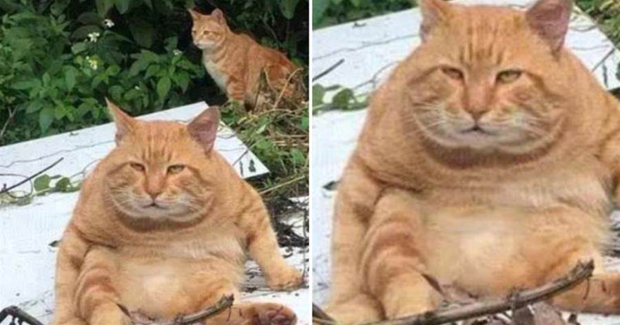 偶遇兩只橘貓 一隻「巡邏站崗」一隻「慵懶閑坐」還還悠閒打哈欠 網笑：這也太肥了