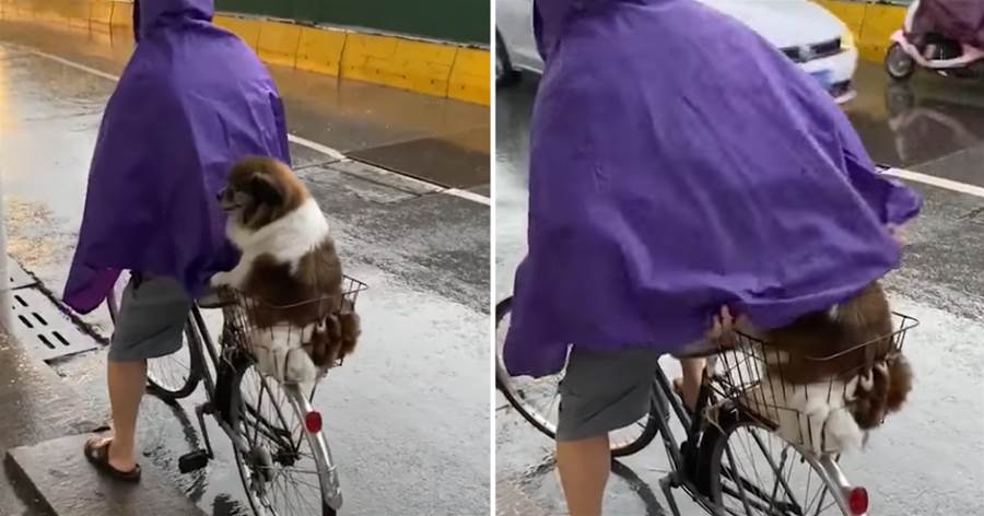 這才是真正金孫！下大雨阿公「騎車載狗狗回家」用雨衣護住：小寶貝不能感冒～
