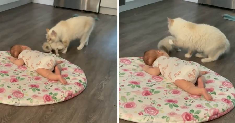 白貓媽媽叼寶寶給嬰兒認識　奶貓想要逃跑「還被阻止」貓媽：看好，這就是你未來的奴才！