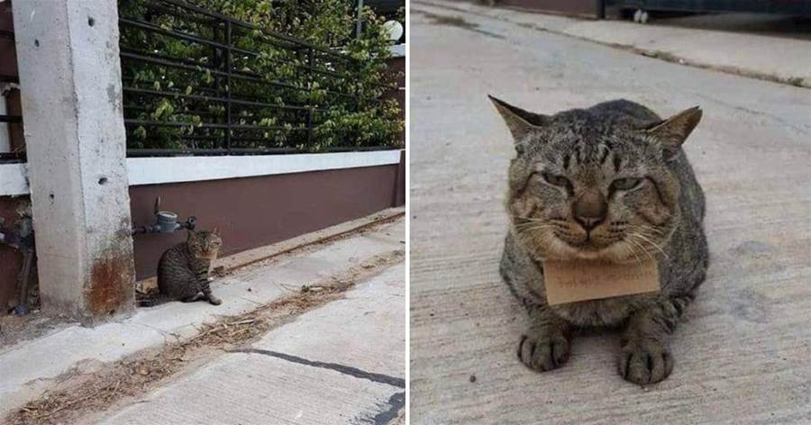 貓咪飽餐笑笑歸來，奴才發現脖子上掛了個牌子 竟是吃了霸王餐，快去給偶付錢！