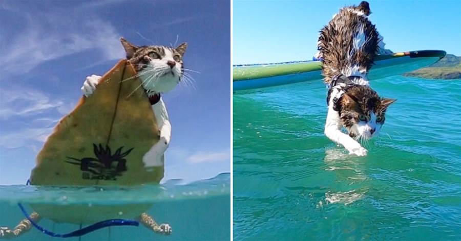 夫妻領養「害羞小貓咪」發現撿到寶了　超神氣衝浪還是「另類游泳健將」