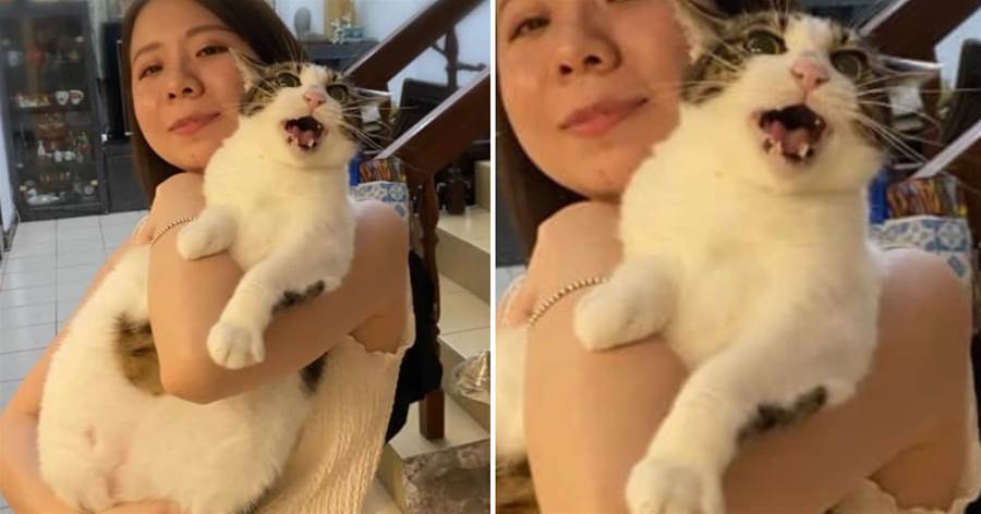 美女抱起「7.2kg 大虎斑寶貝」貓以為要剪指甲「表情超猙獰」 喵：快快放開偶！