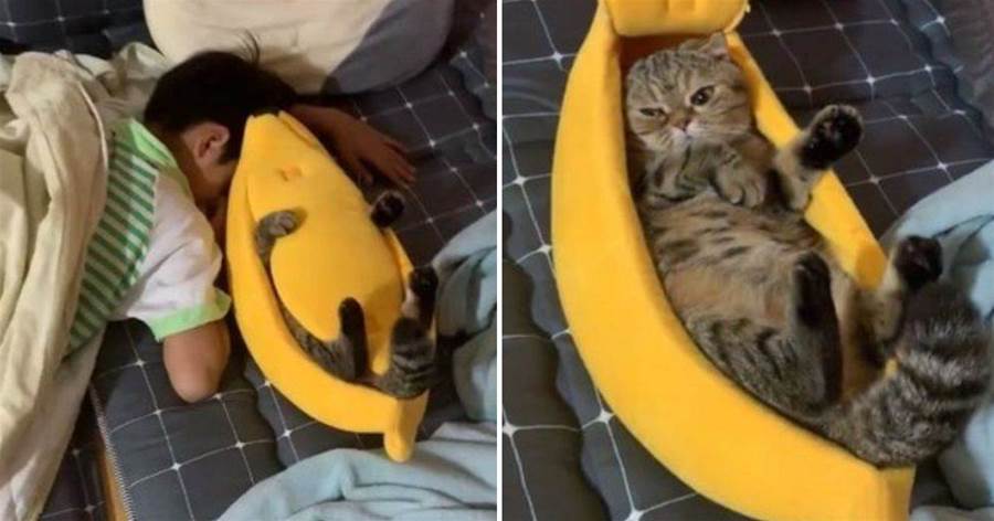 兒子床頭多了一根「長腳大香蕉」，媽媽掀開後被萌翻：貓貓一動不動~