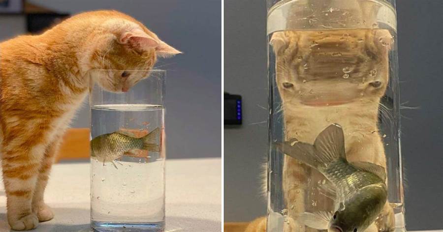 網友買了條小魚放在杯中，貓咪在旁緊盯著看，一臉認真變身「外星小眼怪」 魚嚇：給個痛快吧
