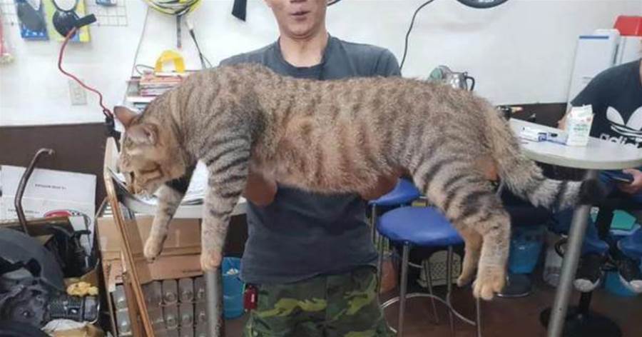田園貓貓被醫生說骨骼精奇，一年後就變巨貓，比牠親哥還大1圈