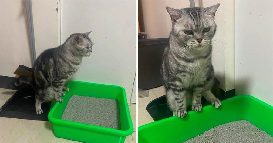 貓咪第一次見貓砂盆，一臉無奈只當「巨型綠色扶手」，網笑：是不喜歡這個顏色嗎？