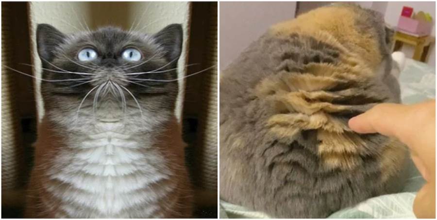 貓咪身上長滿了「蒜瓣毛」，鏟屎官就偷著樂吧，說明你養的很好！