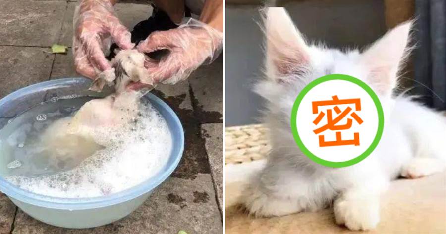 女子在垃圾桶撿到一只貓，給貓洗澡后被驚艷：是一只異瞳貓