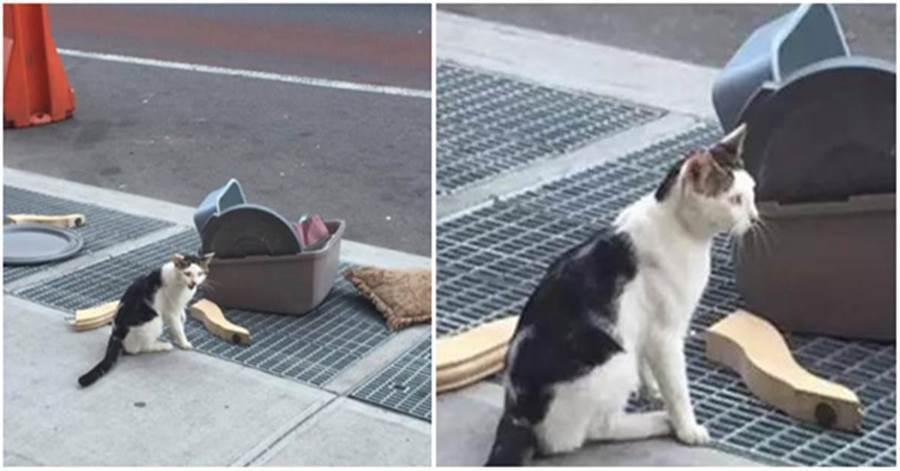 貓咪被主人「掃地出門」，貓窩、貓砂盆統統「打包」，呆坐街頭一臉無助：我沒有家了嗎？