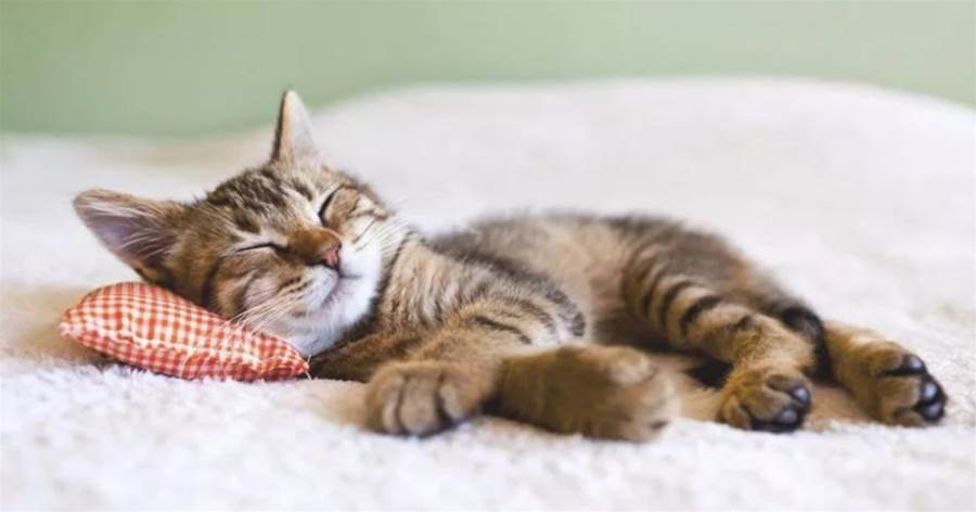 貓咪「信任你」的3種睡姿和「不信任你」的3種睡姿，你家貓是咋睡的？